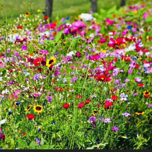 5000 Samen Bienenweide Wildpflanzen Bienen WIESE SOMMER-BLUMEN Mehrjährig 12qm