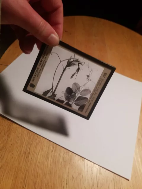 Magic lantern glass slide-Tendrils of the Garden Pea-Keystone