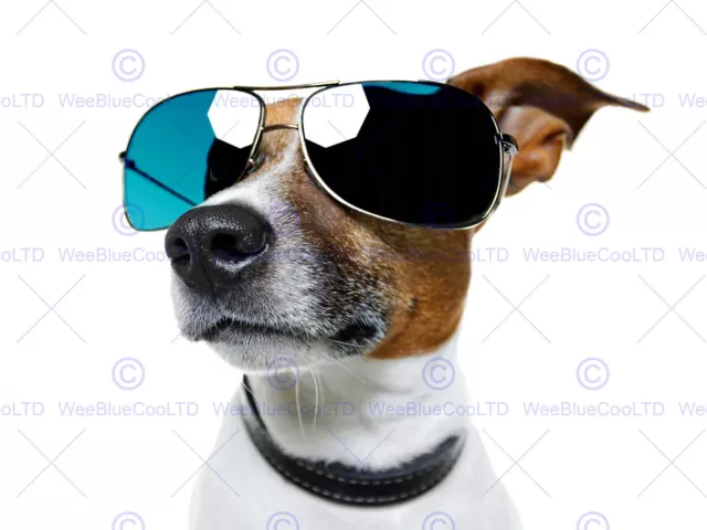 Jack Russell Dog Shades Sun Glasses Photo Art Print Poster Picture Bmp2033A