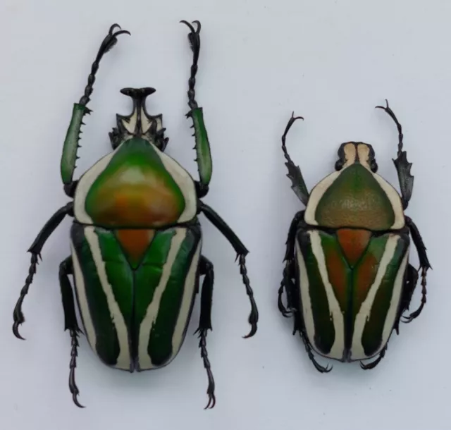 CET389 : Nice Pair of Dicronorrhina derbyana layardi from Zambia