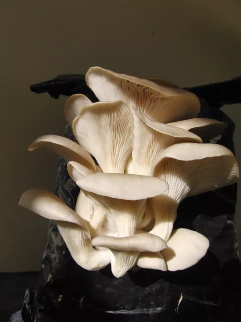 Mushroom Spawn / Seed  - Oyster Mushrooms Blue / Grey.