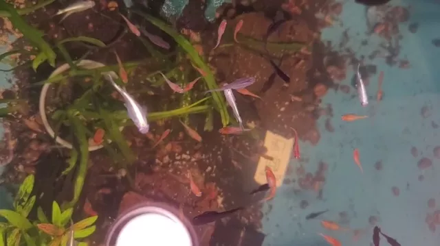 Medaka Rice Fish +30 eggs  pond rice fish, medaka, killifish 