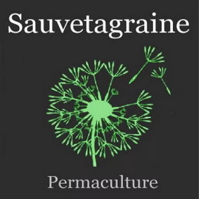 300 Graines de Sarriette Vivace Méthode BIO semences légume aromatique potager 3