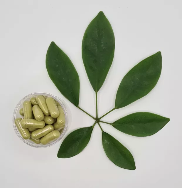 MORINGA 200 gélules dosées à 500mg enveloppe de la gélule 100% végétale