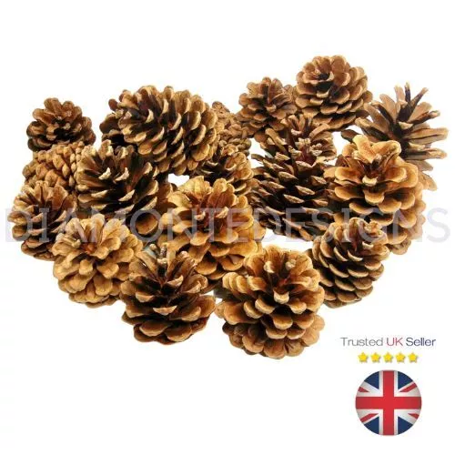 Natural Pine Cones Approx 60 Per kg Quality Pinecone's Florists Crafts Cone