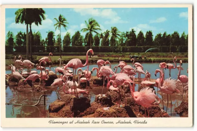 Postcard Flamingos at Hialeah Race Course, Hialeah, Florida VTG ME2.