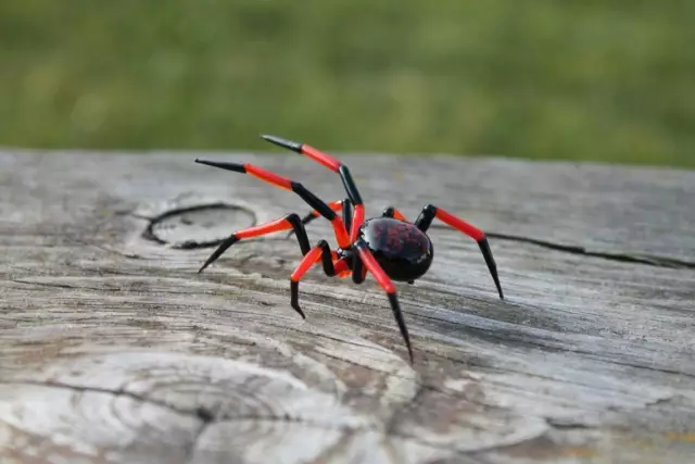 Spider Animals Glass Art Glass Blown Glass Blown glass figurine Stained glass