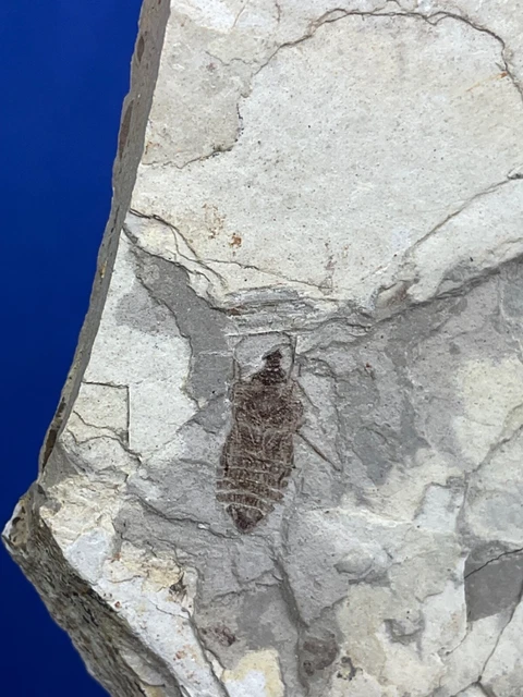 Jurasic Insect JURASSIC INSECT DRAGONFLY larva, Libellenlarve China, Insekt, Fossilien ...
