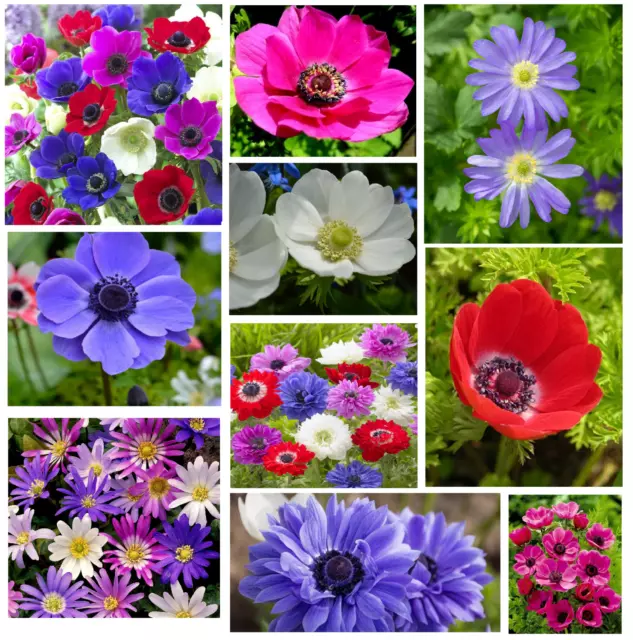 20 Anemone Bulbs Summer Flowering Many Colours Spring Hardy Garden Flower Corms