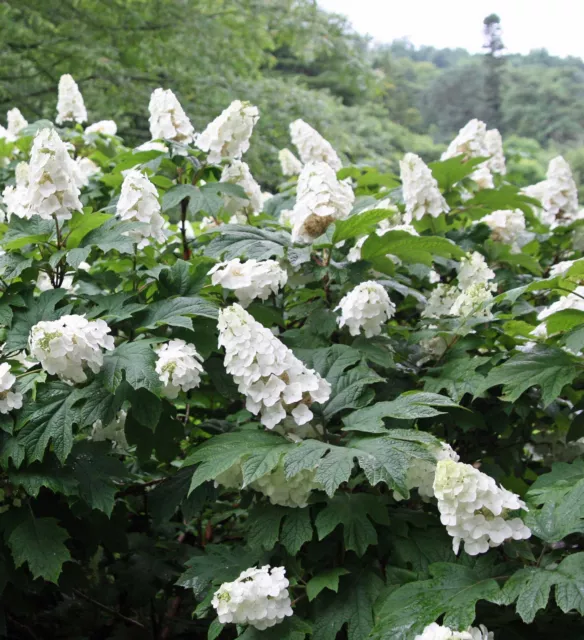 1 PIANTA ORTENSIA HYDRANGEA QUERCIFOLIA VASO 18CM Caducifoglia