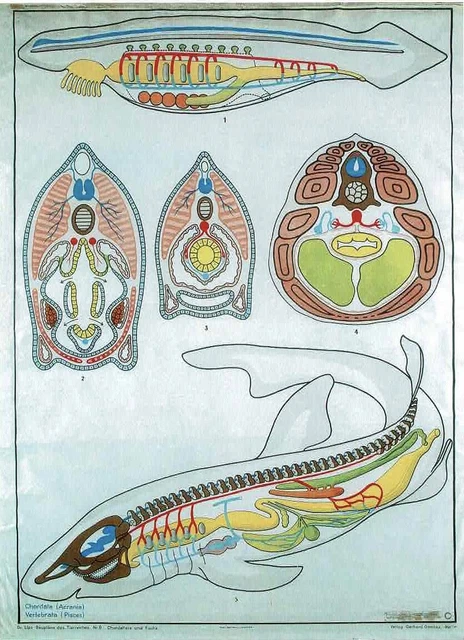 Queue Requin ZOOLOGY SCHOOL POSTER Art map Jung-Koch-Quentell lips anatomie ...