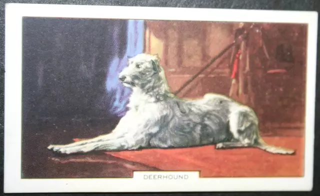 SCOTTISH DEERHOUND   Vintage 1938  Illustrated Dog Card