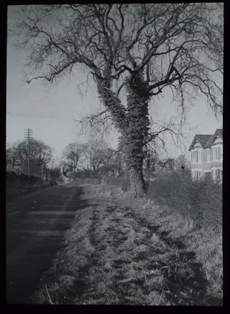 VINTAGE Magic Lantern Slide TREE STUDY NO1 C1930 PHOTO IVY COVERED TREE