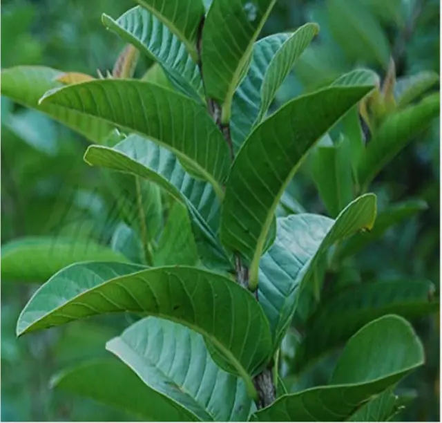 Guava leaves fresh dried Hojas de Guayaba Guayabo Psidium Guajava leaf.