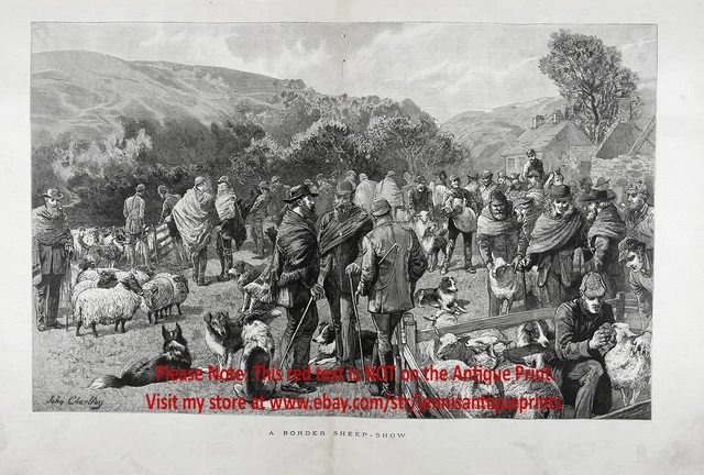 Dog Border Collie & Sheep Show, Huge Double-Folio 1880s Antique Print