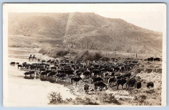 1920's RPPC GRANGE CATTLE WYOMING MOUNTAINS REAL PHOTO POSTCARD