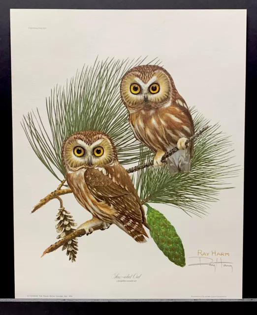 Ray Harm Limited Edition Signed Print “Saw-Whet Owl”