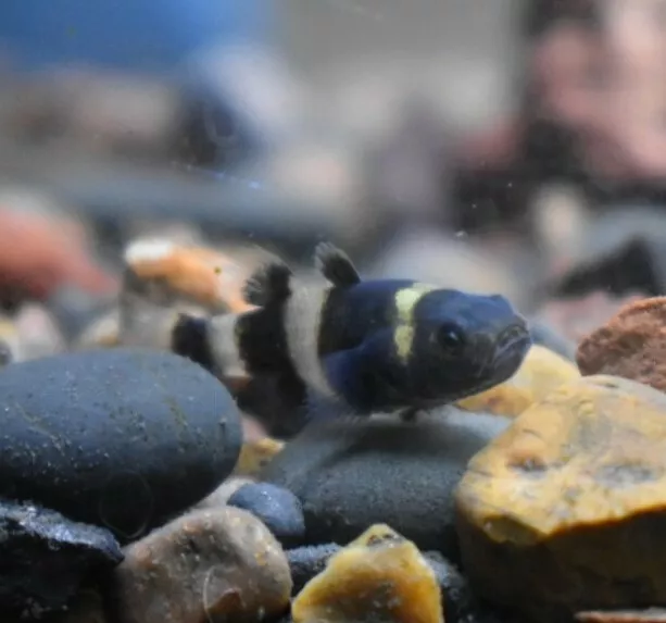 Live Bumblebee Goby *Pack of 3 Freshwater Aquarium Nano Fish* (PLS READ DESCR)