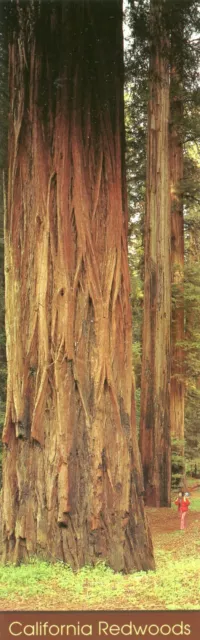 California Redwoods Bookmark Ed Cooper Impact Designed & Distributed Korea 2