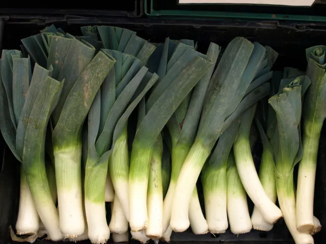 Leek Seeds- Broad London (American Flag)- 500+ Seeds         $1.69 Max Shipping!