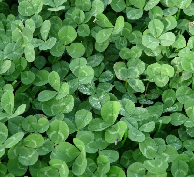 ☺7000 graines de trèfles blanc et rouge en mélange / engrais vert