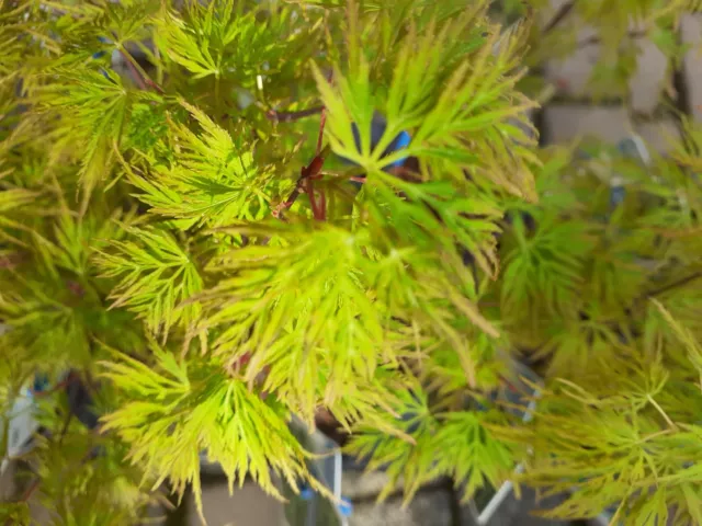 Ahorn, Acer palmatum 'Emerald Lace'