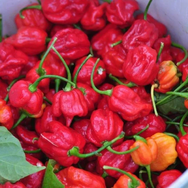 Hot Pepper Seeds 25 Seeds Trinidad Scorpion Chili Pepper