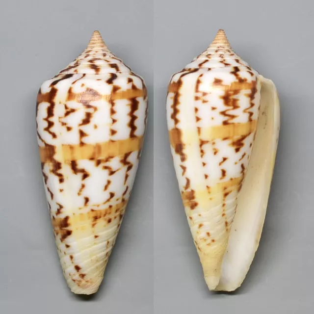 Conchiglie-Conus janus 60.5 mm.    seashell  Madagascar,  F++++/Gem