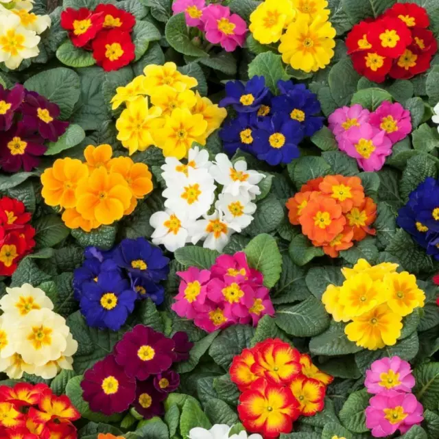 Primula Mixed Seeds Grow Your Own Flowers Borders Containers Simply Garden