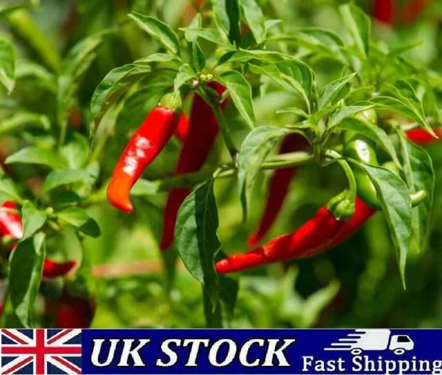Cayenne Hot Chilli Pepper Seeds,  Long Slim 100 to 500 Finest High Yield Seeds