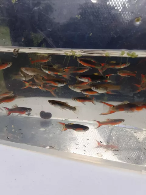 Endler Guppies Pond Raised VERY COLORFUL