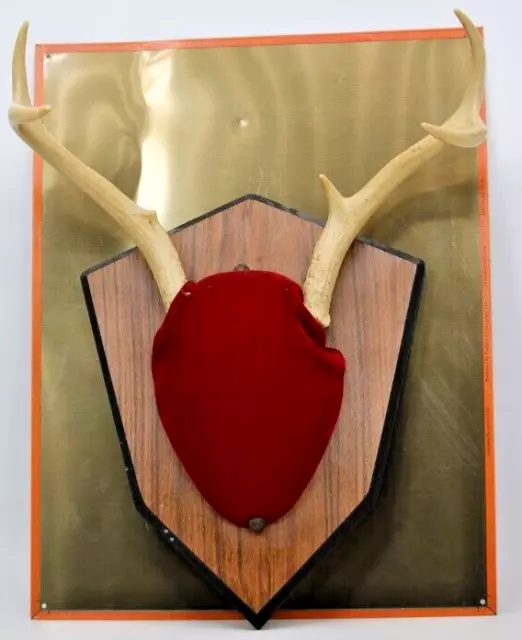 WHITETAIL DEER ANTLER RACK WALL MOUNT 6-POINT San Antonio Mounts