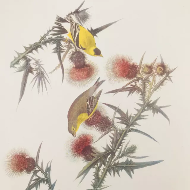 VTG Arthur Singer Goldfinch Spinus Tristis Bird Audubon Color Prints 9" x 12"