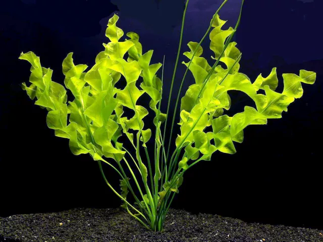 aponogeton ulvaceus avec feuilles plante aquarium  facile  cc