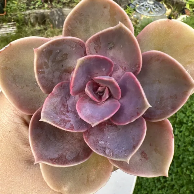 Echeveria Perle von Nurnberg Pink/rosy Color 5cm Pot Easy Care Succulent limited 2