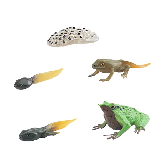 JOKFEICE Lot De 13 Figurines Cycle De Vie – Papillon, Abeille Et Grenouille – Jouet Éducatif En ABS Réaliste – Dès 3 Ans – Projet Scientifique