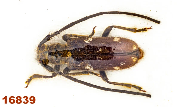 Cerambycidae: Lamiinae sp.   A2, 11 mm , 1 pc