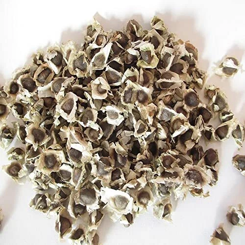 YEGAOL Garden 20 Moringa Seeds Drumstick Tree Organic GMO Free Drought Tolera...