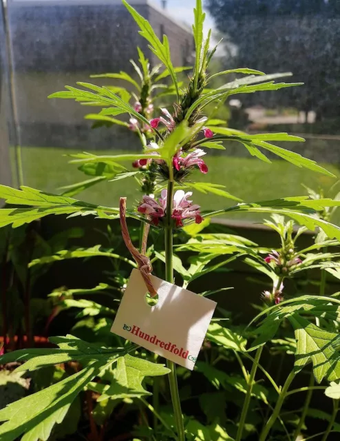 Siberian Motherwort 500 Herb Seeds Leonurus Sibiricus Yi Mu Cao Medicinal Flower