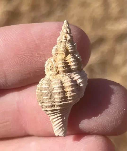 California Fossil Gastropod Pleistocene Mammoth Age Shell