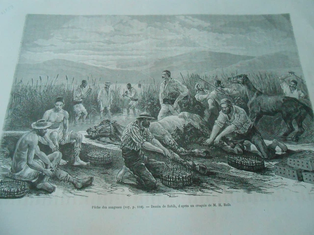 Gravure 1877 - Pêche des Sangsues