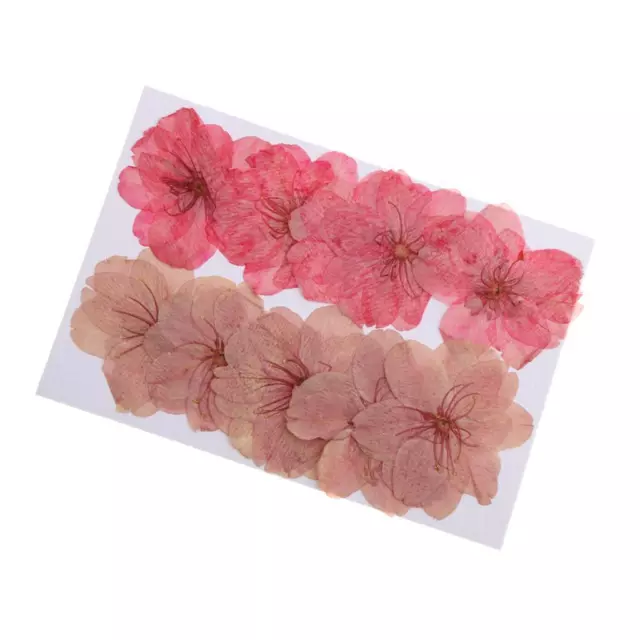 10 x Real Pressed Flower Dried Cherry Blossom for Floral