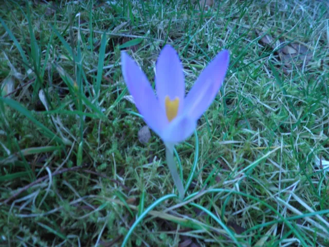 Elfenkrokusse Krokus Krokusse mindestens 50 Zwiebeln mit grün