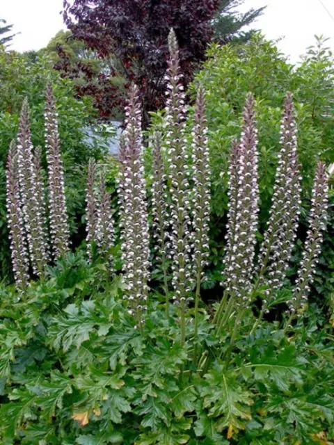 Plantes Acanthus mollis Morning candles pot 1 litre