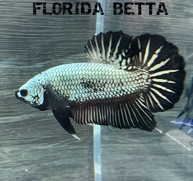 Live Betta Fish BLACK SCALE  DRAGON  HMPK GRADE + (HMPK MALE)-USA Seller B334