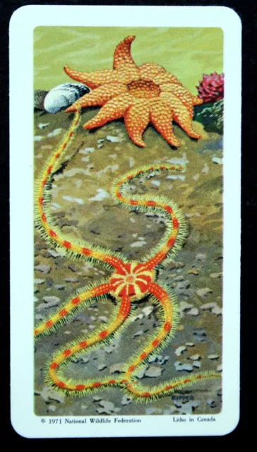 STARFISH   Illustrated Wildlife Card  CD20M