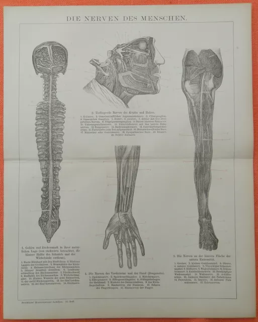 Die Nerven des Menschen Gehirn Rückenmark Kopf Hals  Lithographie 1895