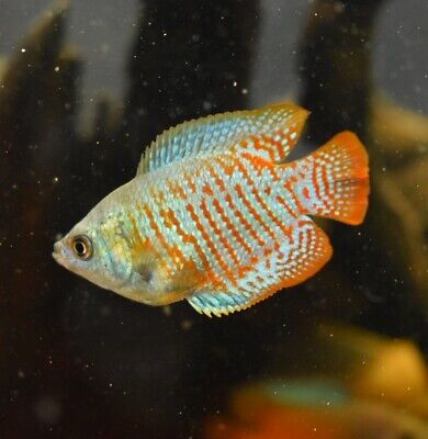 Live Neon Blue Dwarf Gourami (Pack of 3 Freshwater Aquarium Fish) PLS READ DESCR