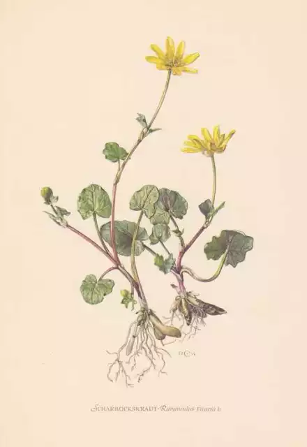 Scharbockskraut - Ranunculus Ficaria Farbdruck von 1954