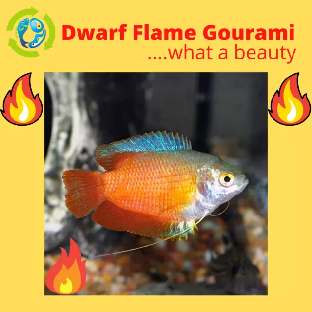 DWARF FLAME GOURAMI 2 INCHES MALE.....What a Beauty!!!!!